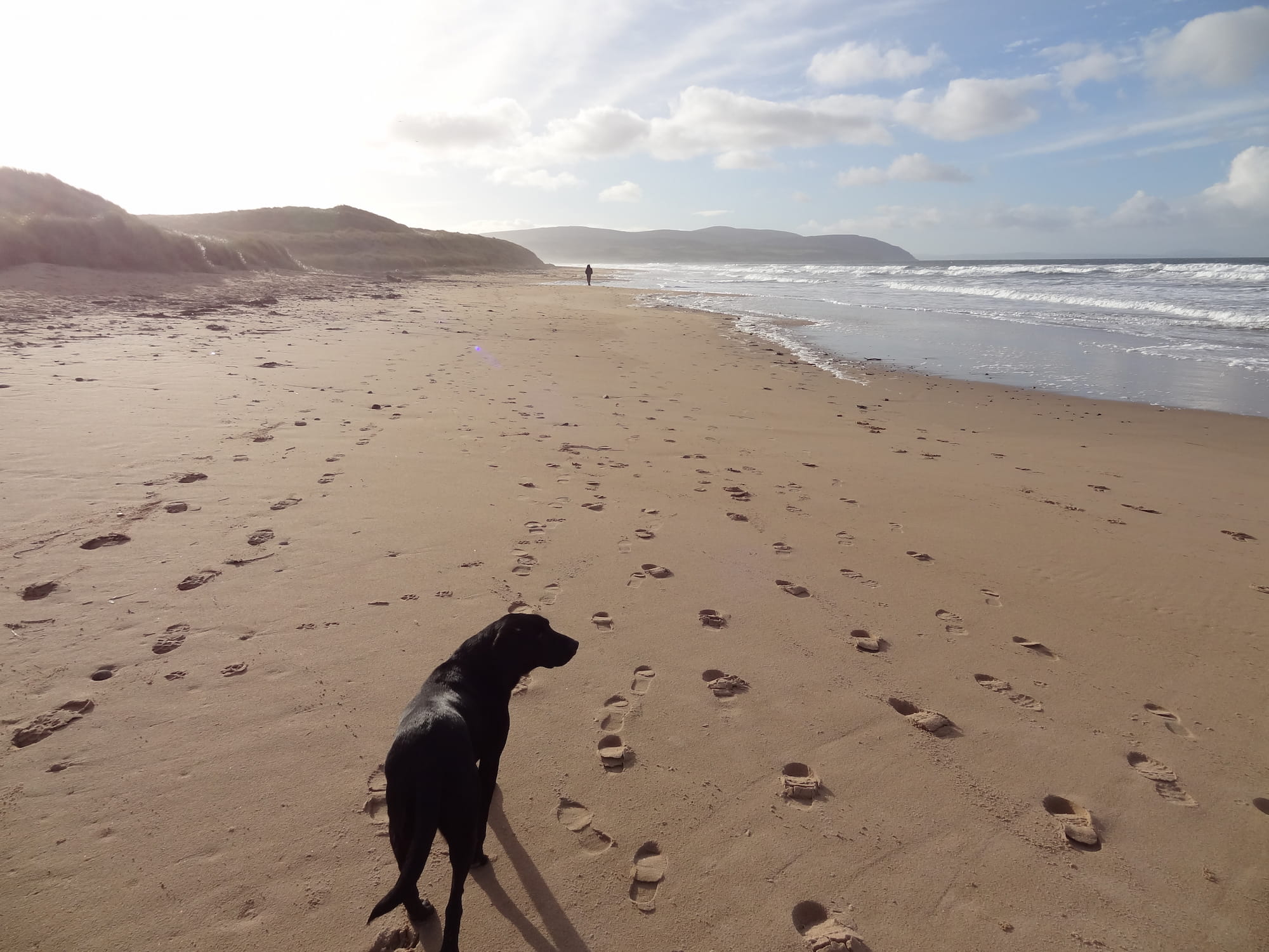 dog walking across the sand at Mach Bay