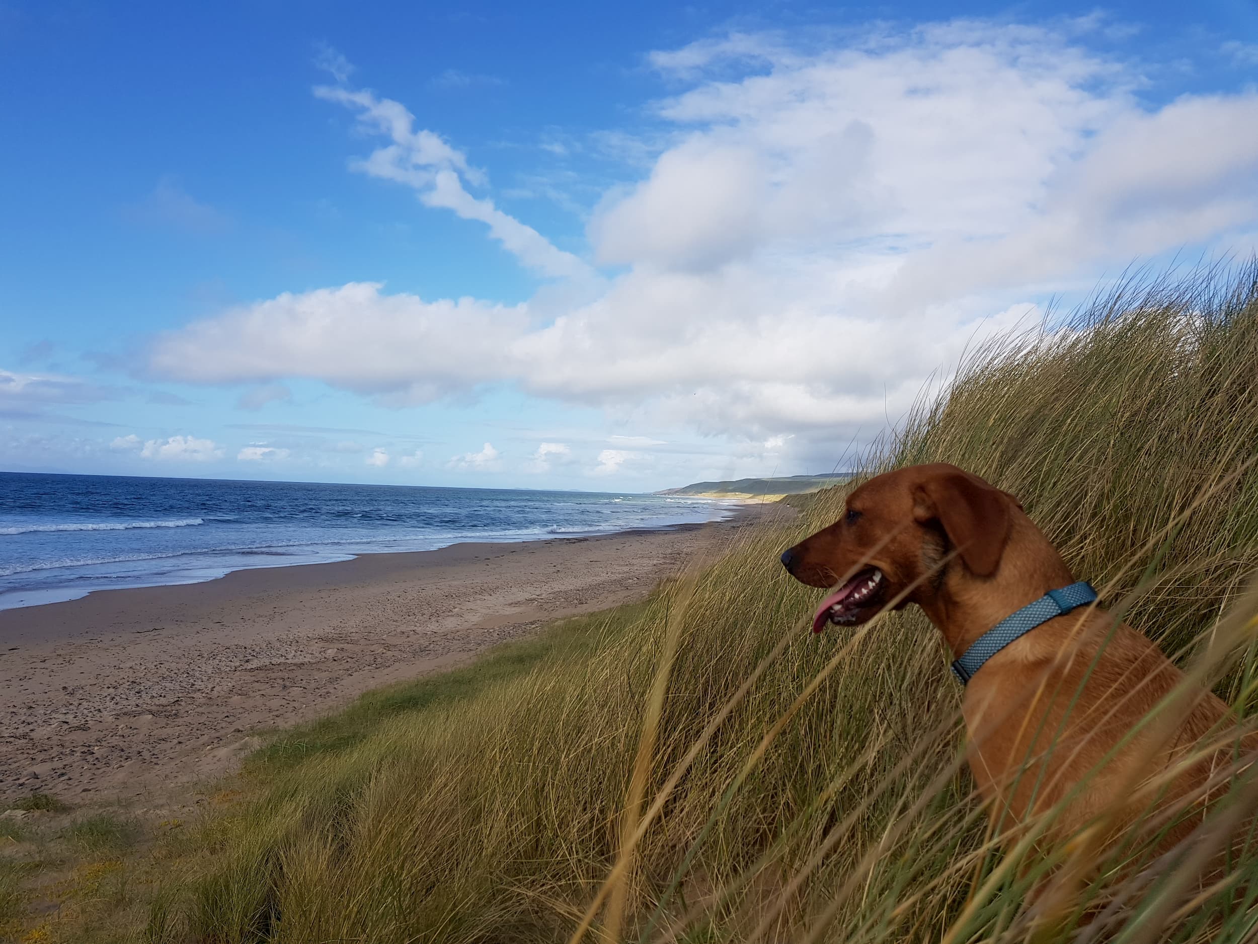 DogFriendly Holidays Machrihanish Holiday Park